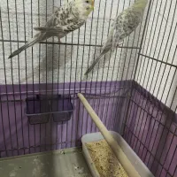 مرغ عشق خالدار چشم قرمز|پرنده|بندرعباس, |دیوار