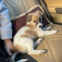 واگذاری رایگان سگ