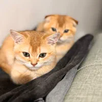 گربه اسکاتیش بریتیش