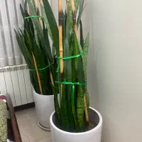 گلدان سانسوریا