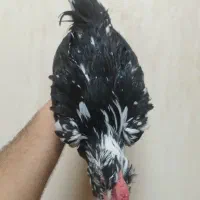 خروس اصیل.تخم نطفه دار گلین