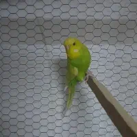 مرغ عشق انگلیسی|پرنده|مشهد, آبکوه|دیوار