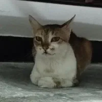 واگذاری رایگان فوری گربه دو ساله اهلی