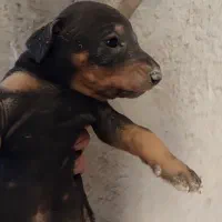 توله سگ دوبرمن( پینچر)|سگ|کاشان, شهرک فرهنگیان|دیوار