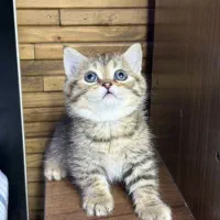 بریتیش بلک گلد و سیلور