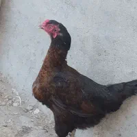 مرغ محلی جوان