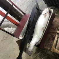 ازونبرون سیبری