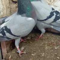 جفت پرشی زمانتی  معامله با همچیز