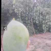 اجاره ثمر باغ