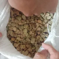 باقلا تازه|عمده‌فروشی|فسا, |دیوار