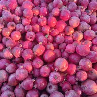 فروش 3تن انار|خوردنی و آشامیدنی|حنا, |دیوار