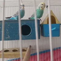 یک جفت مرغ عشق