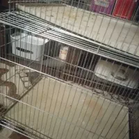 دوعدد قفس دوقلو