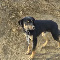 سگ سراب گله گرگرو سگ ژرمن نگهبان|سگ|صوفیان, |دیوار