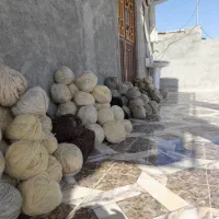 گلیم بافت|گلیم، جاجیم، گبه|شیراز, شاهچراغ|دیوار