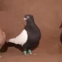 جفتگاه|پرنده|فریمان, |دیوار