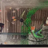 آکواریوم با تمام تجهیزات و ماهی