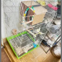 جفت عروس مولد.فوری