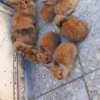 6عدد بچه خر گوش لپ