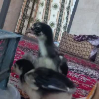جوجه لاری اوشامو و افغان دنگ بالا