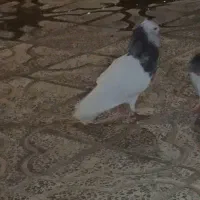 گردن اسبی وطوق هفت رنگ وگردن اسبی نر دوتا مست مست