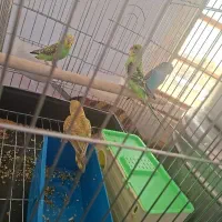 پرنده