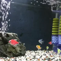 آکواریوم شیشه خم شرکتی با ماهی