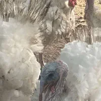 بوقلمون بیوتی