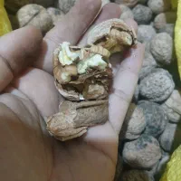 گردو|خوردنی و آشامیدنی|اهواز, کوی طلاب|دیوار