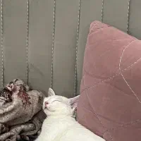 واگذاری گربه سفید