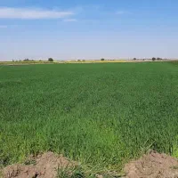 خرید  و فروش انواع کود اوره