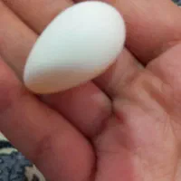 عروس هلندی|پرنده|تربت جام, اسماعیل آباد|دیوار