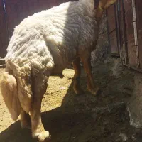 قوچ سنجابی