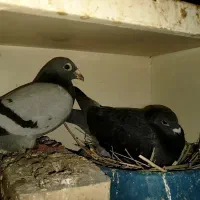 بهترین نسل|پرنده|زاوه, |دیوار