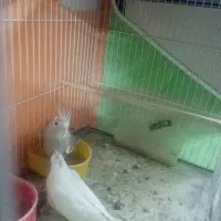 جوجه عروس هلندی|پرنده|مشهد, یوسفیه (شهرک غرب)|دیوار