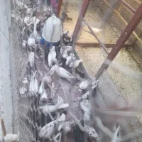 پرنده