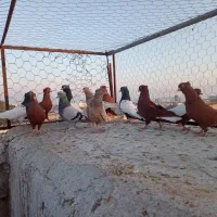 پرنده|پرنده|شیراز, امام حسین|دیوار