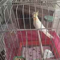 جفت عروس هلندی