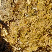 ذرت علوفه ای پردان