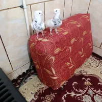 کبوتر معاوضه مرغ دریل گوشی اسپیکر بزرگ گلیم