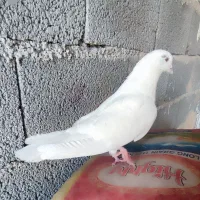کبوتر