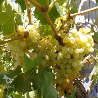 فروش انگور