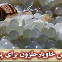 حلزون تراپی و خاویار تراپی