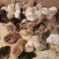 جوجه نژاد های مختلف درون دستگاه هستند تحویل ۱۶ روز