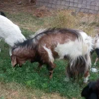 فروش چهار راس گوسفند|حیوانات مزرعه|فهرج, |دیوار