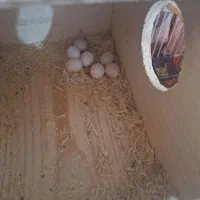 جفت گرینجیک مولد پاین اپل|پرنده|رشت, کوی عرفان|دیوار