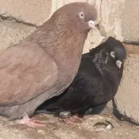 کبوتر تک|پرنده|سیلوانه, |دیوار