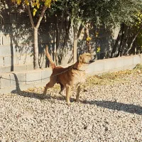 سگ نگهبان نر