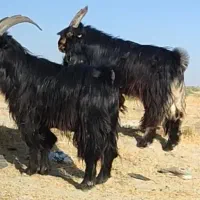 فروش دو عددچپش|حیوانات مزرعه|شیراز, بازار|دیوار