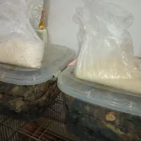 حلزون|خزنده|قم, شاه ابراهیم|دیوار